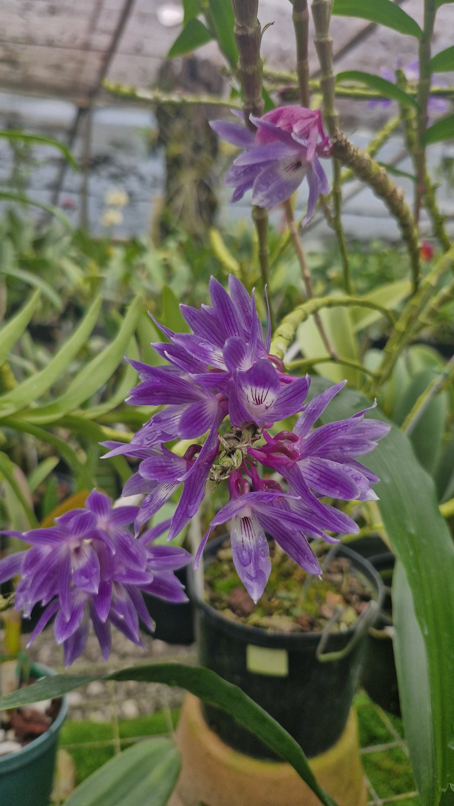 Colombia Blooms — view 2