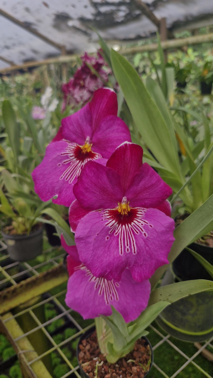 Colombia Blooms — view 3