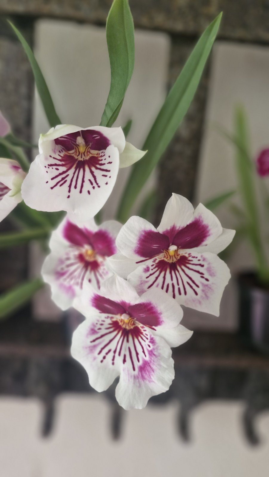 Colombia Blooms — view 4