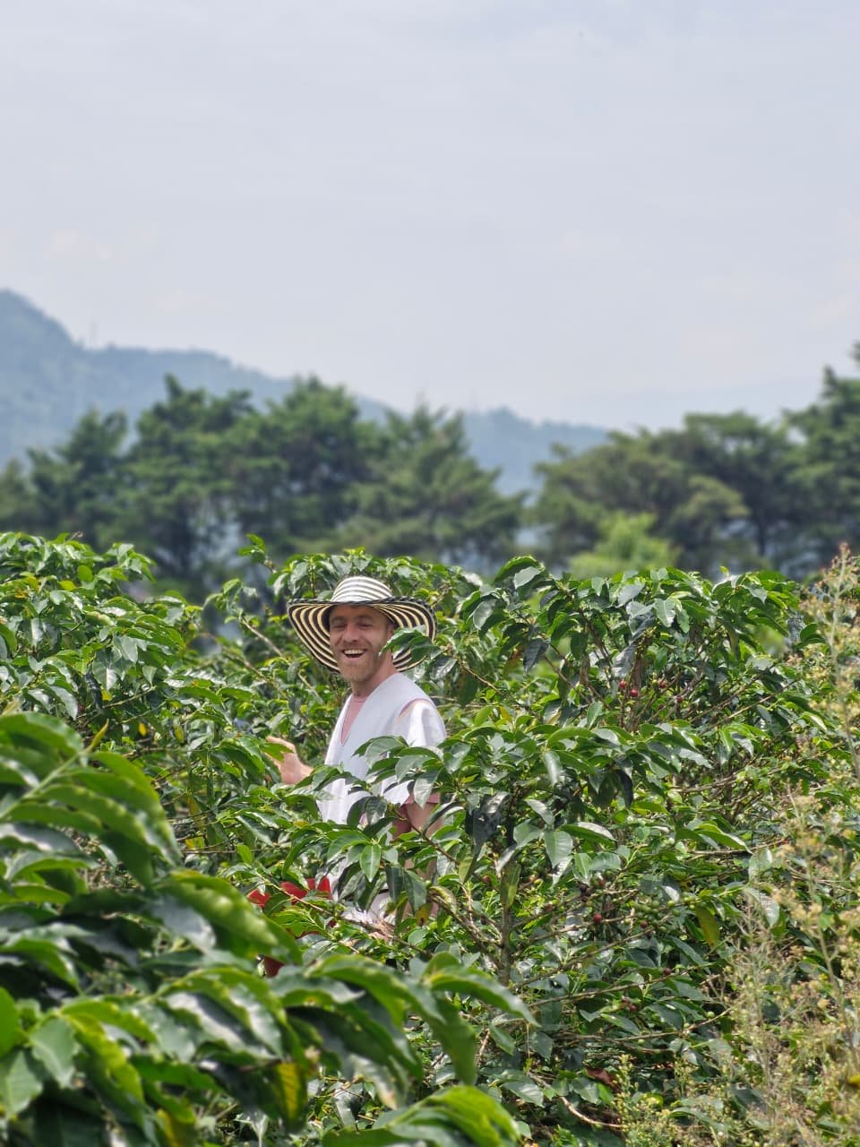 A Working Coffee Farm — view 2