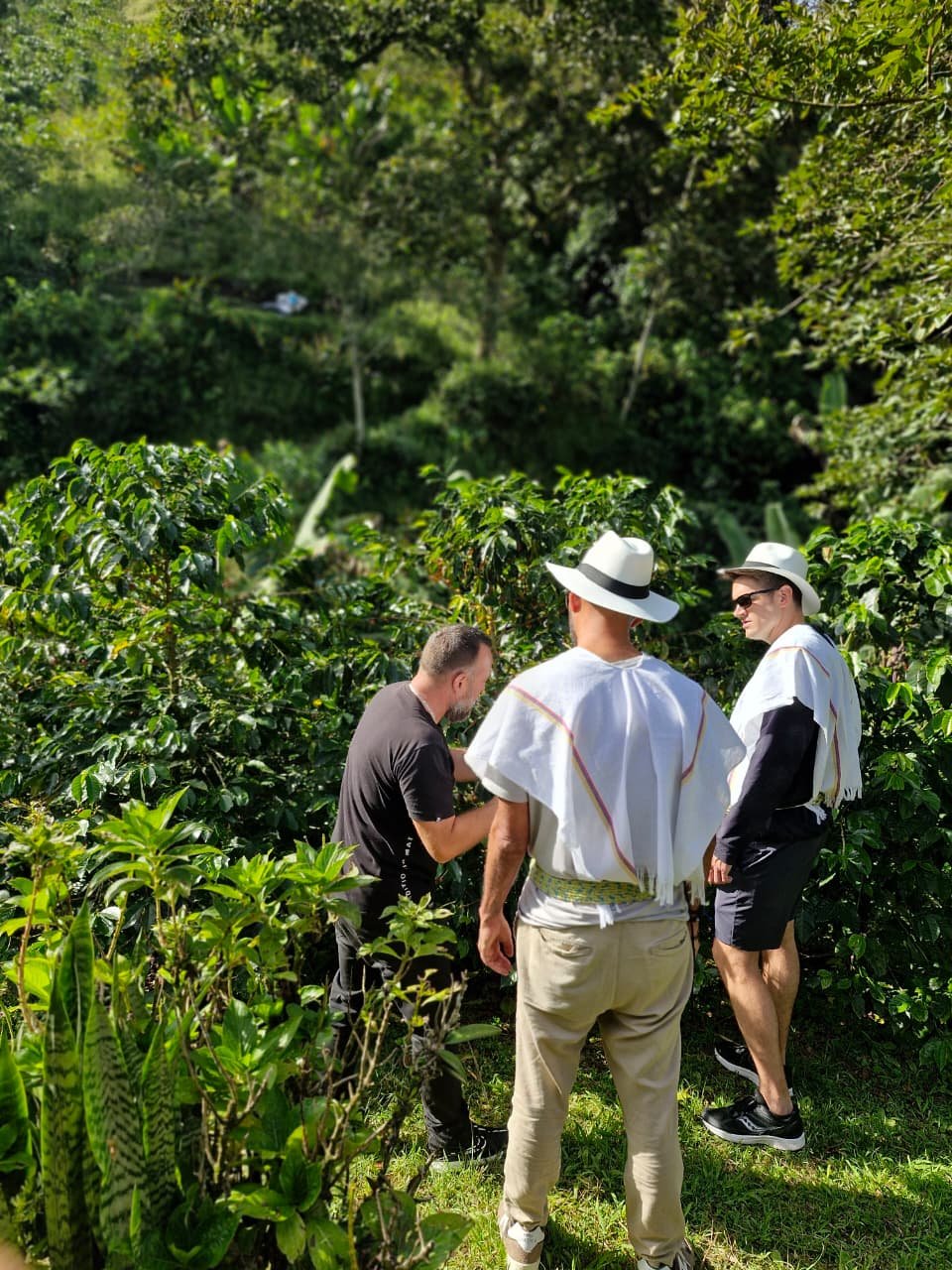 A Working Coffee Farm — view 3